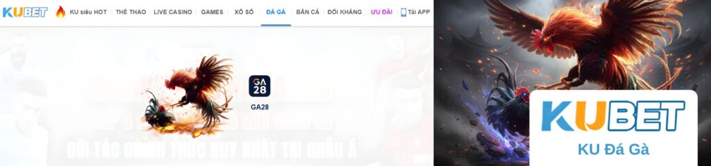 KUBET Đá Gà – Trực tiếp đá gà Thomo và Campuchia tại Kubet